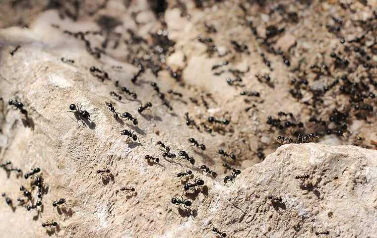 a colony of little black ants crawling on a rock