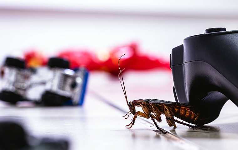 cockroach in playroom