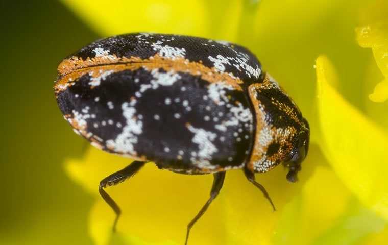 a carpet beetle