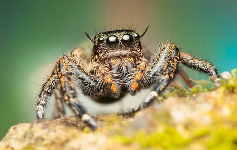 a jumping spider on a moss covered rock