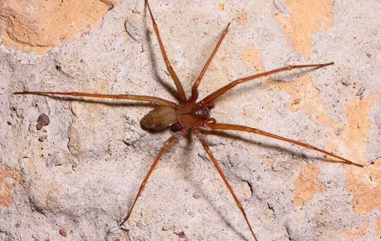brown recluse in a basement