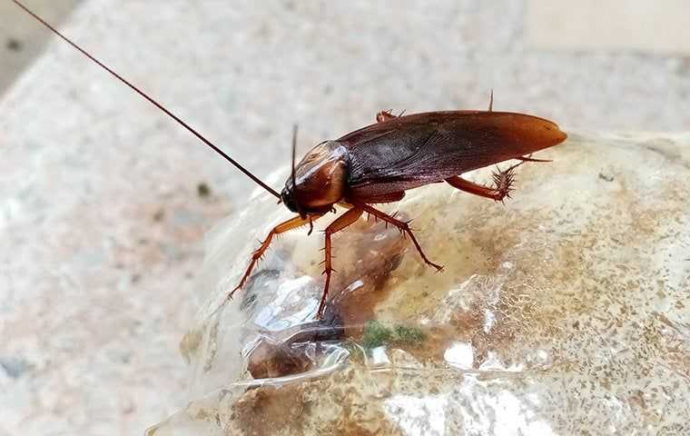 cockroach on plastic bag