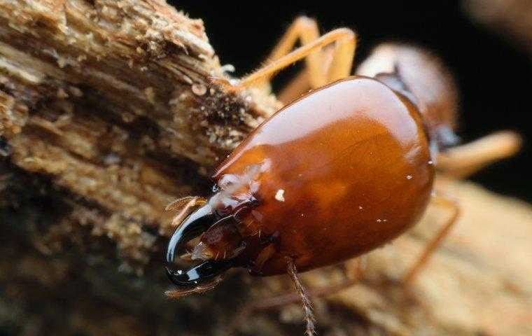 a termite crawling on and chewing wood in a home