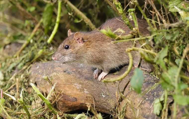 rat sitting on a log