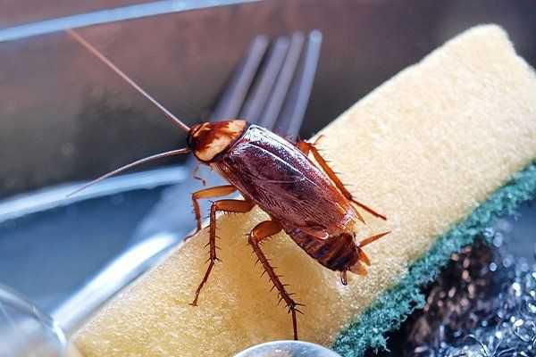 cockroach in the kitchen sink