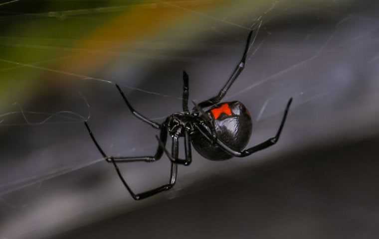 black widow spider hanging around
