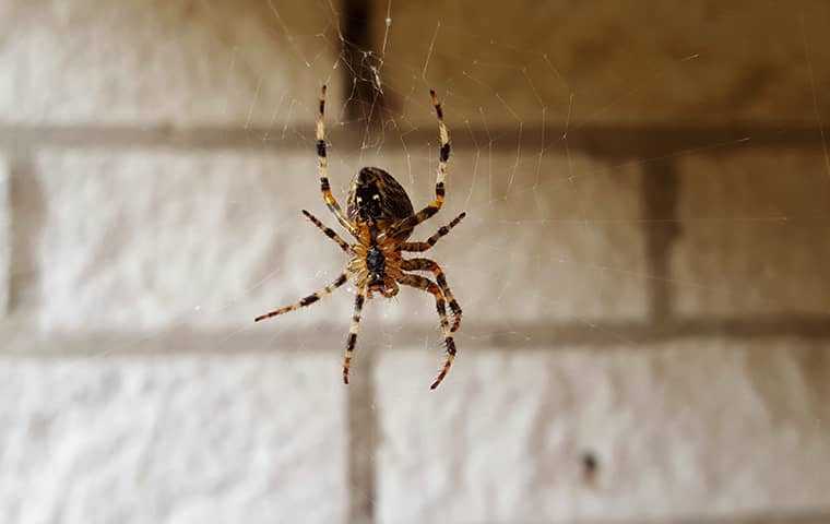 spider in web in basement