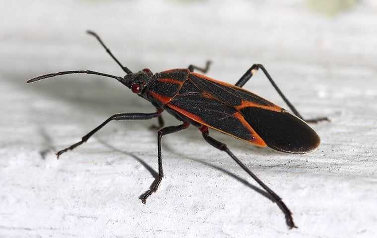boxelder bug in a home