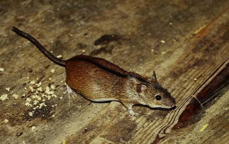 house mouse in home