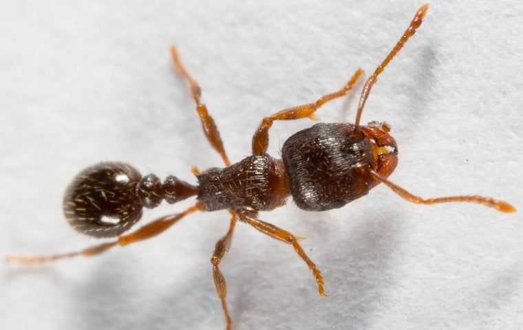a pavement ant on paper