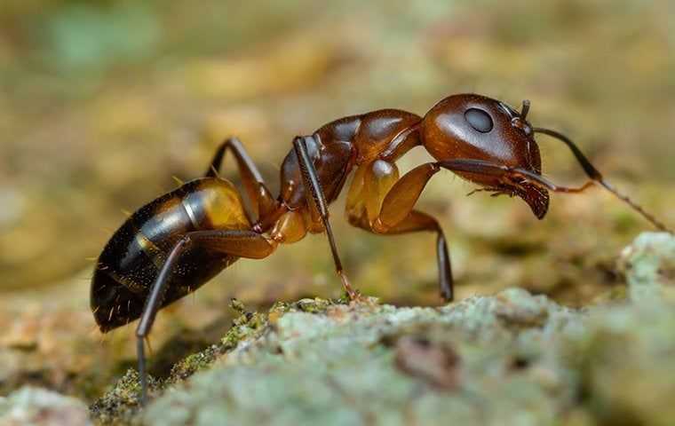 an argentine ant up cose
