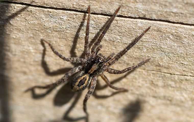 wolf spider on side of home