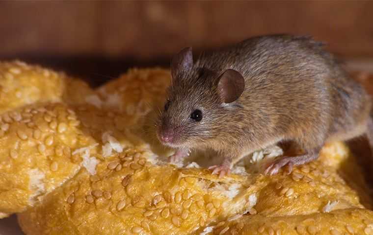 mouse on bread