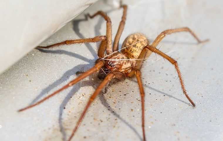 a hobo spider