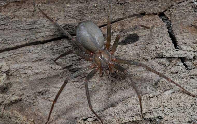 brown recluse spider on wood