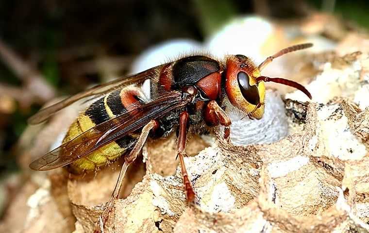 a hornet on a nest