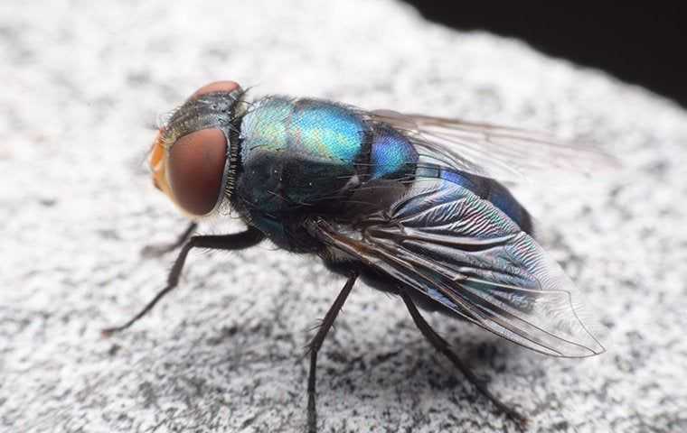 a blow fly up close