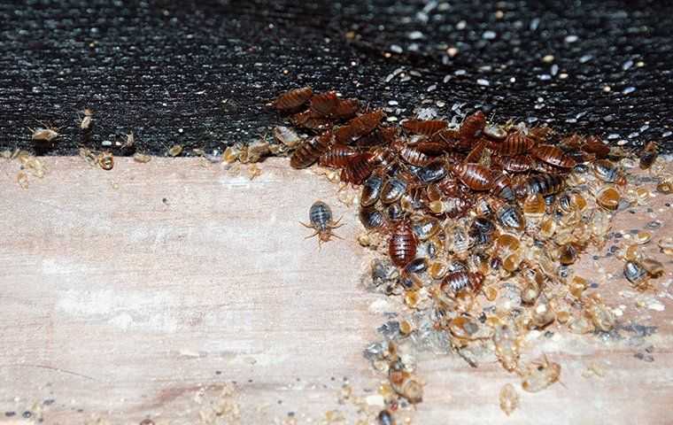bed bug cluster on a mattress
