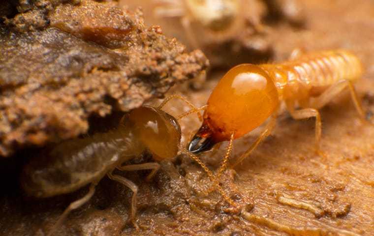 two subterranean termites