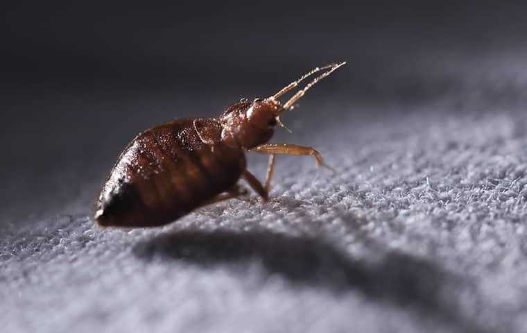 a bed bug crawling on a blanket