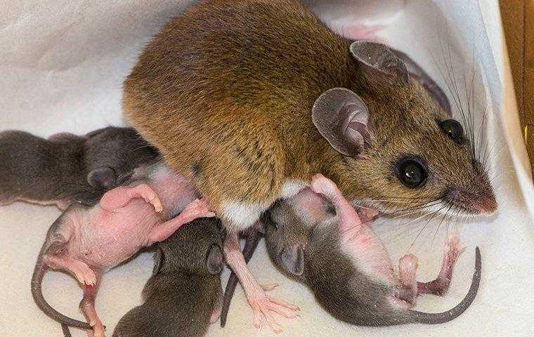 house mouse nursing young