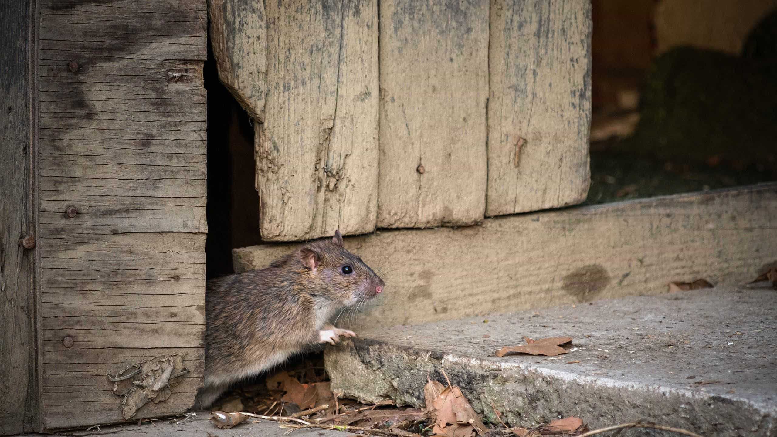 a rat coming out of a shed