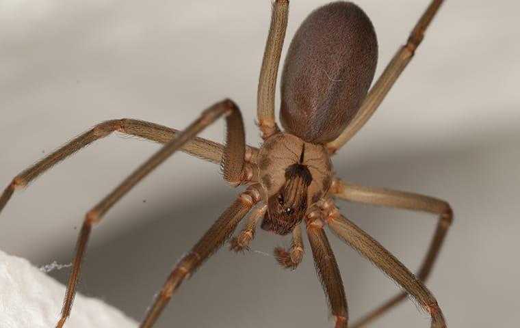 brown recluse spider hanging in a web