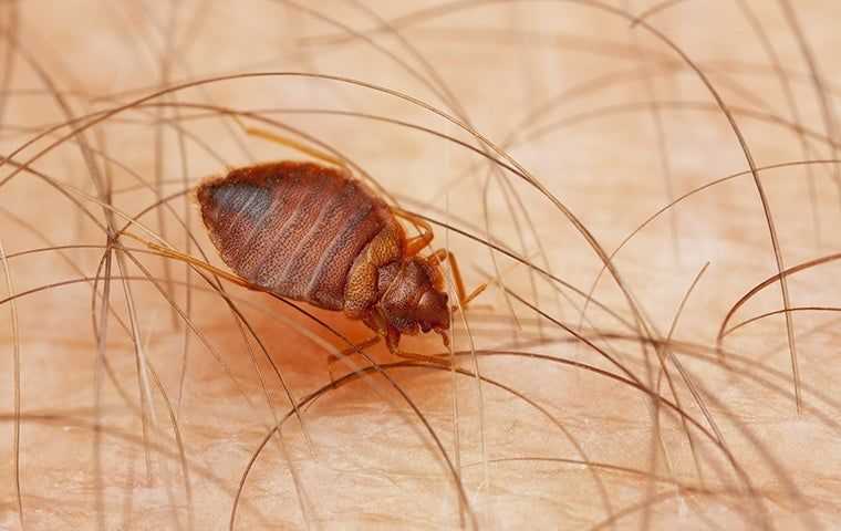 bed bug on a person