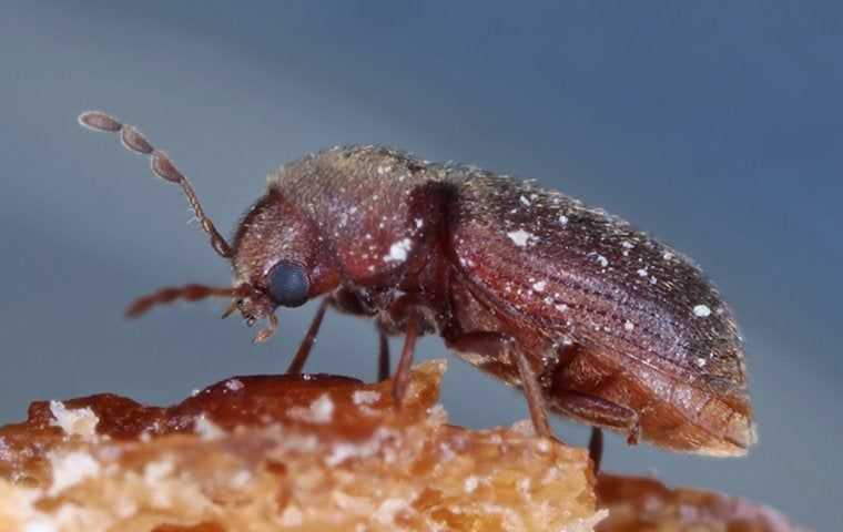 a drugstore beetle