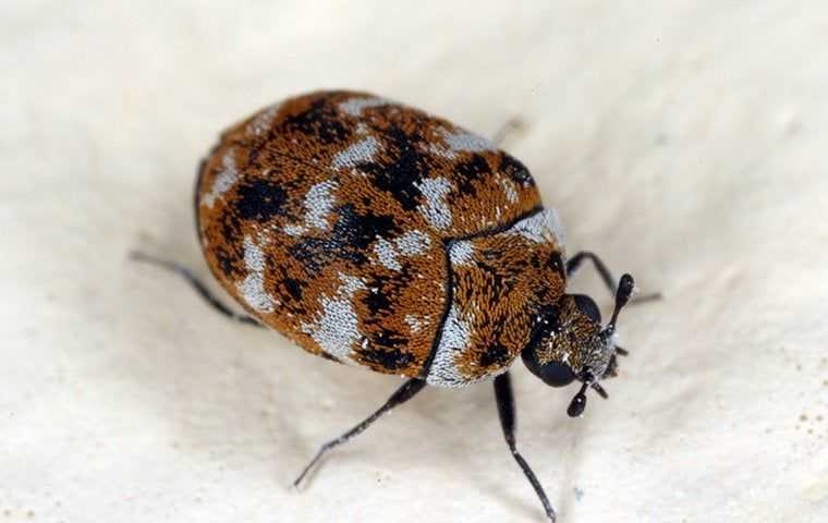 a carpet beetle