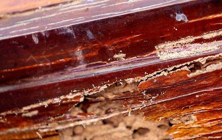 signs of termite damage on a wooden windowsill