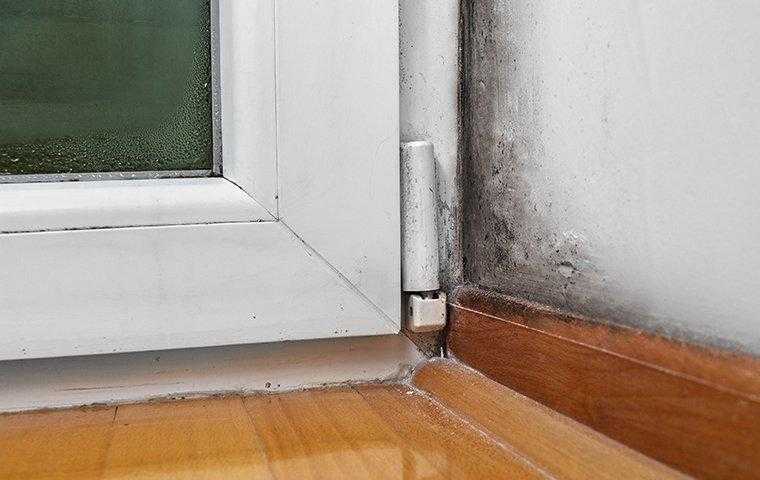 moisture on window and wall