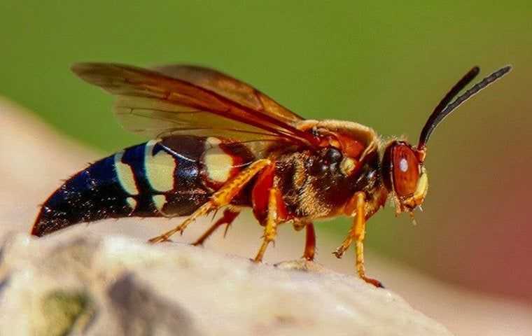 a cicada killer wasp