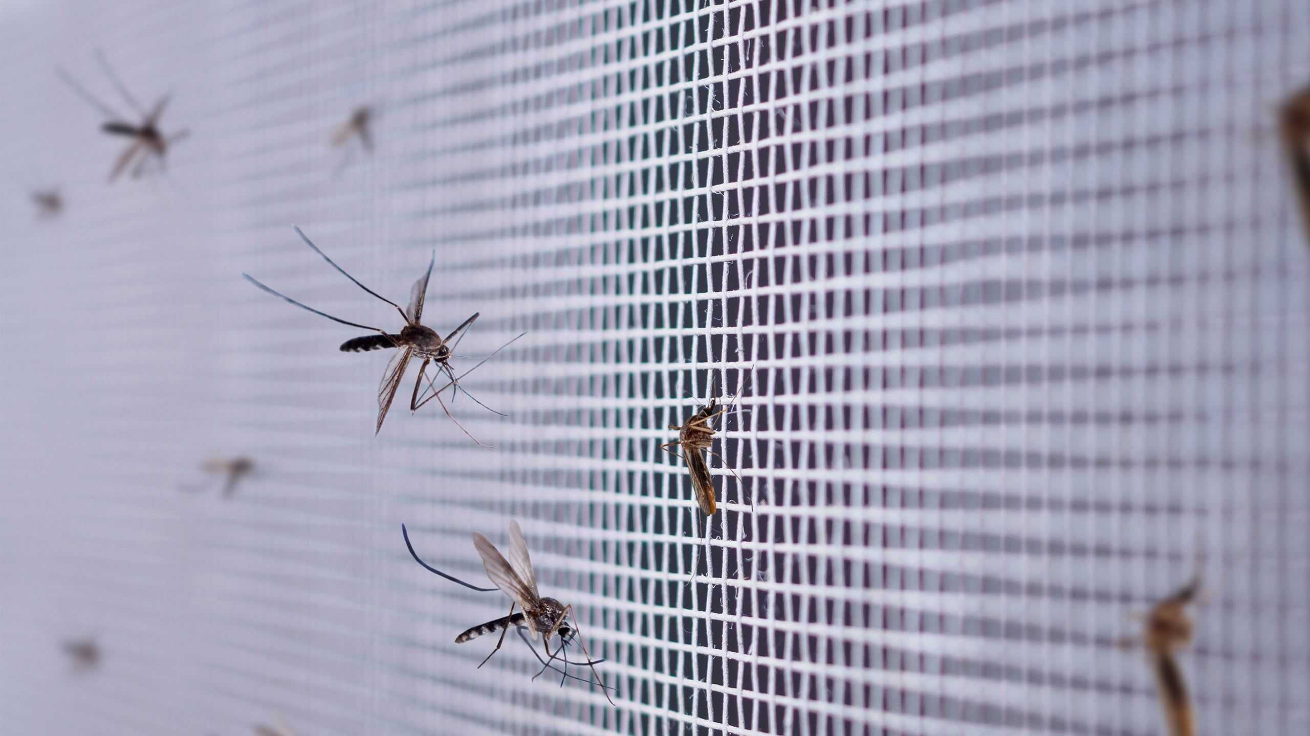 mosquitoes on a screen