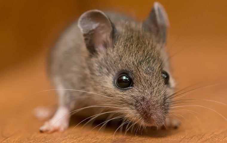 close up of house mouse
