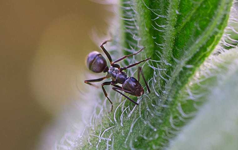 odorous house ant on a plant