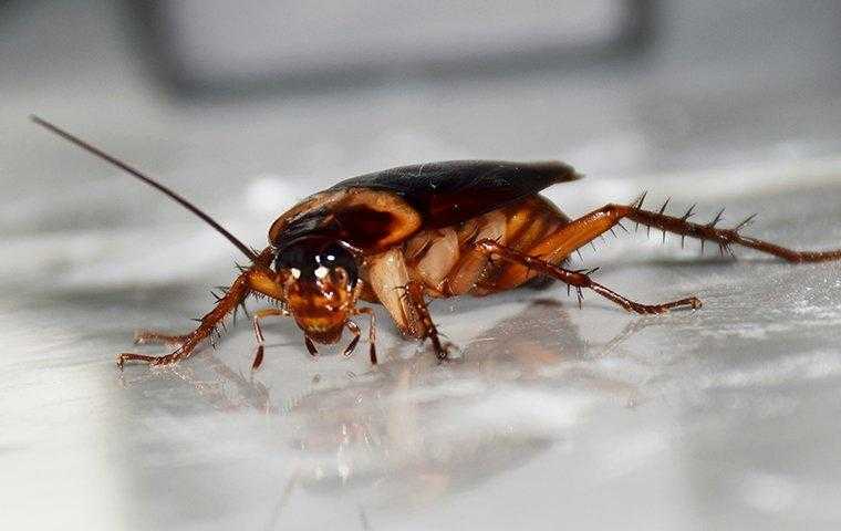 a cockroach crawling inside of a home
