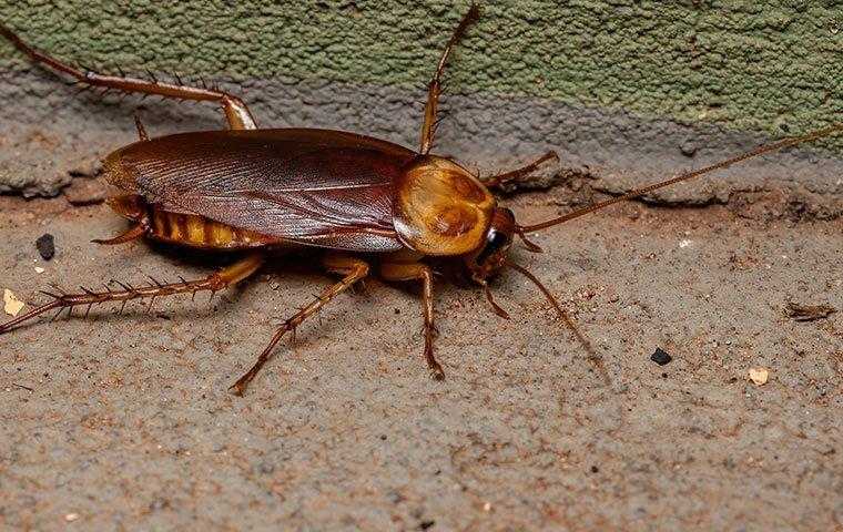 american cockroach crawling in a basement