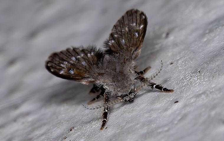 a gray drain fly in a home