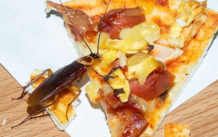 american cockroach on pizza slice