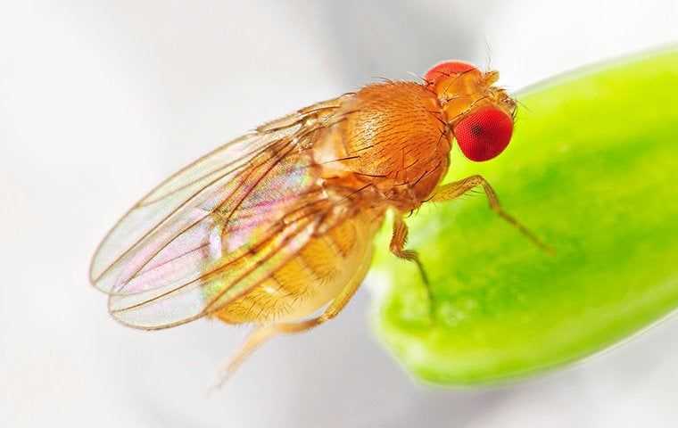fruit fly on something green
