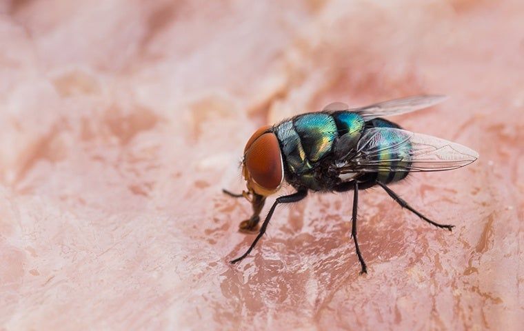 A Guide To Fruit Fly Identification, Prevention & Control