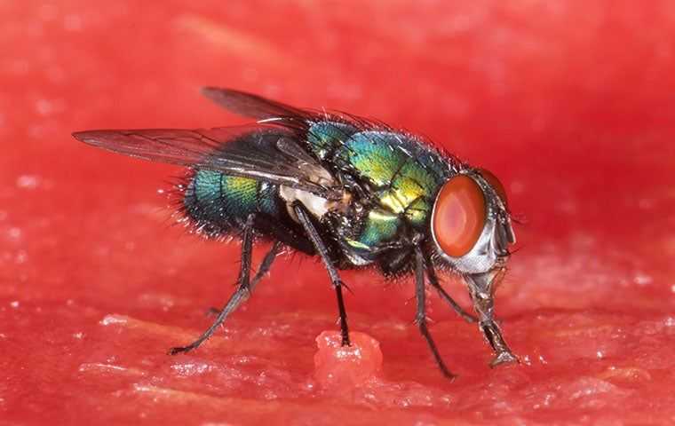 fly on watermelon