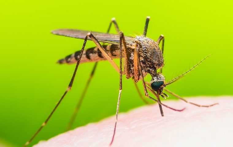 a mosquito up close