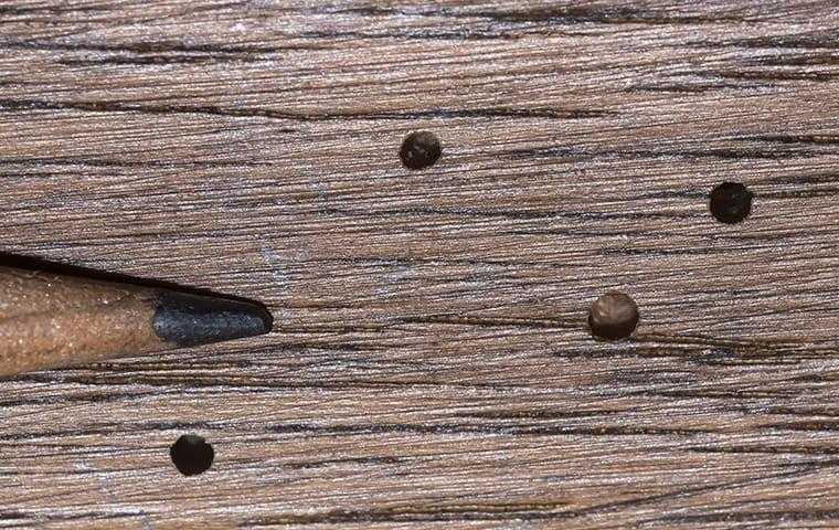 evidence of powderpost beetle damage in a piece of wood