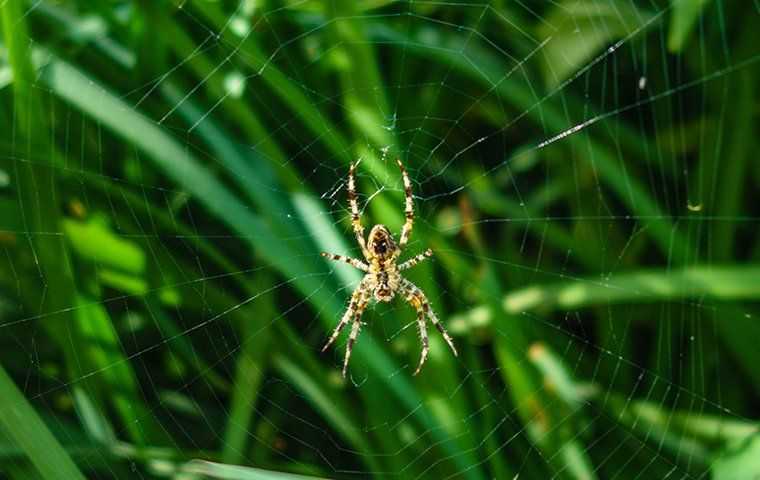 spider in web on green grass