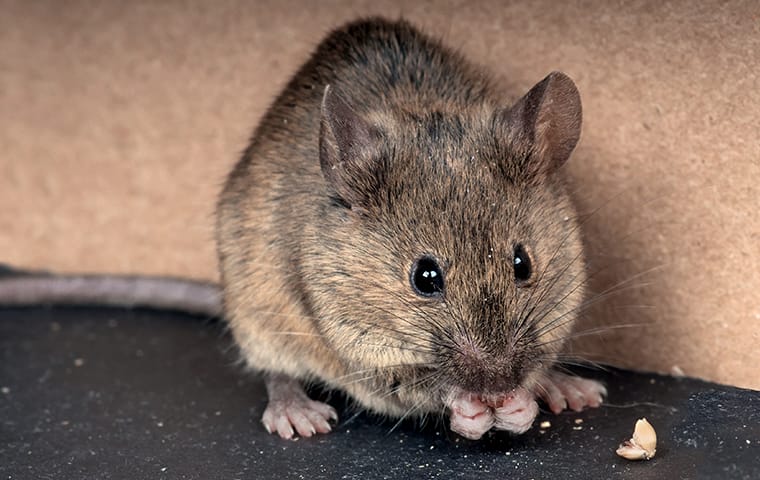 Little-Known Ways Mice Can Sneak Into Your Elizabeth City Home