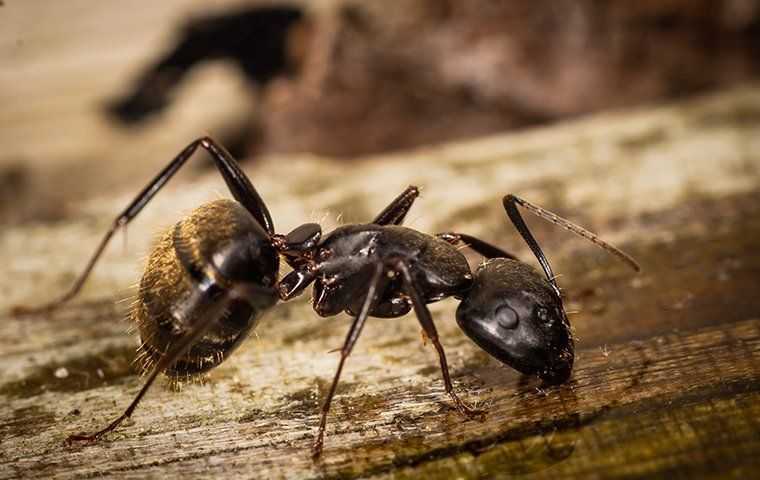 carpenter ant on board