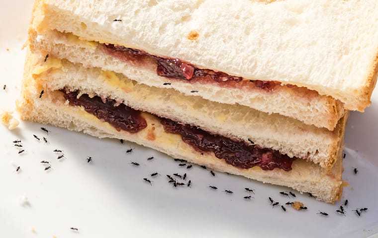 ants eating a sandwich