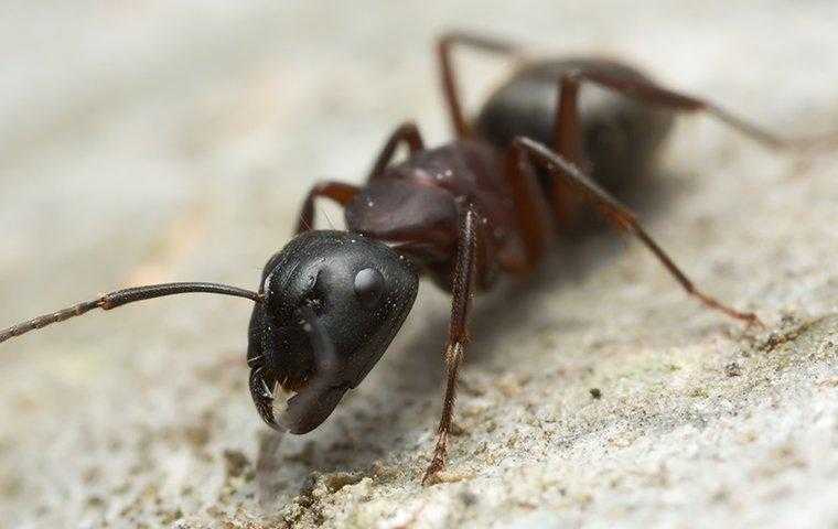a carpenter ant crawling on saw dust